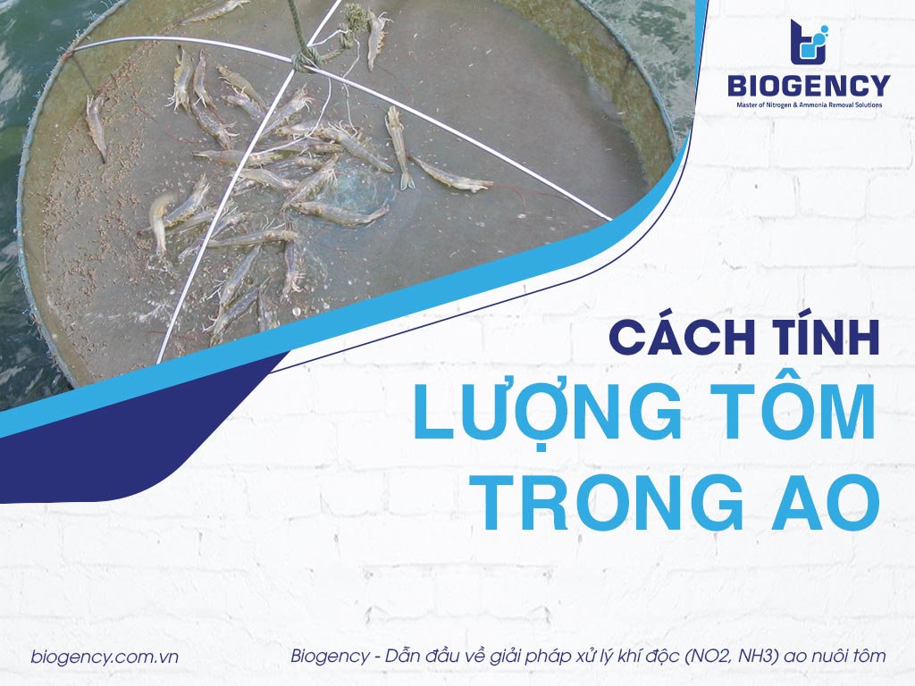 Cách tính lượng tôm trong ao