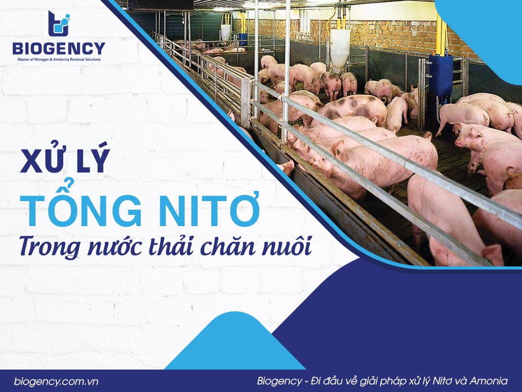Xử lý tổng Nitơ trong nước thải chăn nuôi