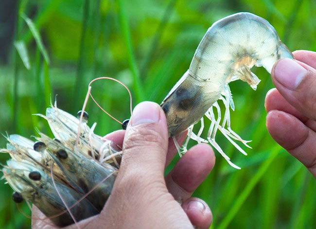 Cách phân biệt bệnh đục cơ và hoại tử cơ trên tôm thẻ chân trắng Cách phân biệt bệnh đục cơ và hoại tử cơ trên tôm thẻ chân trắng