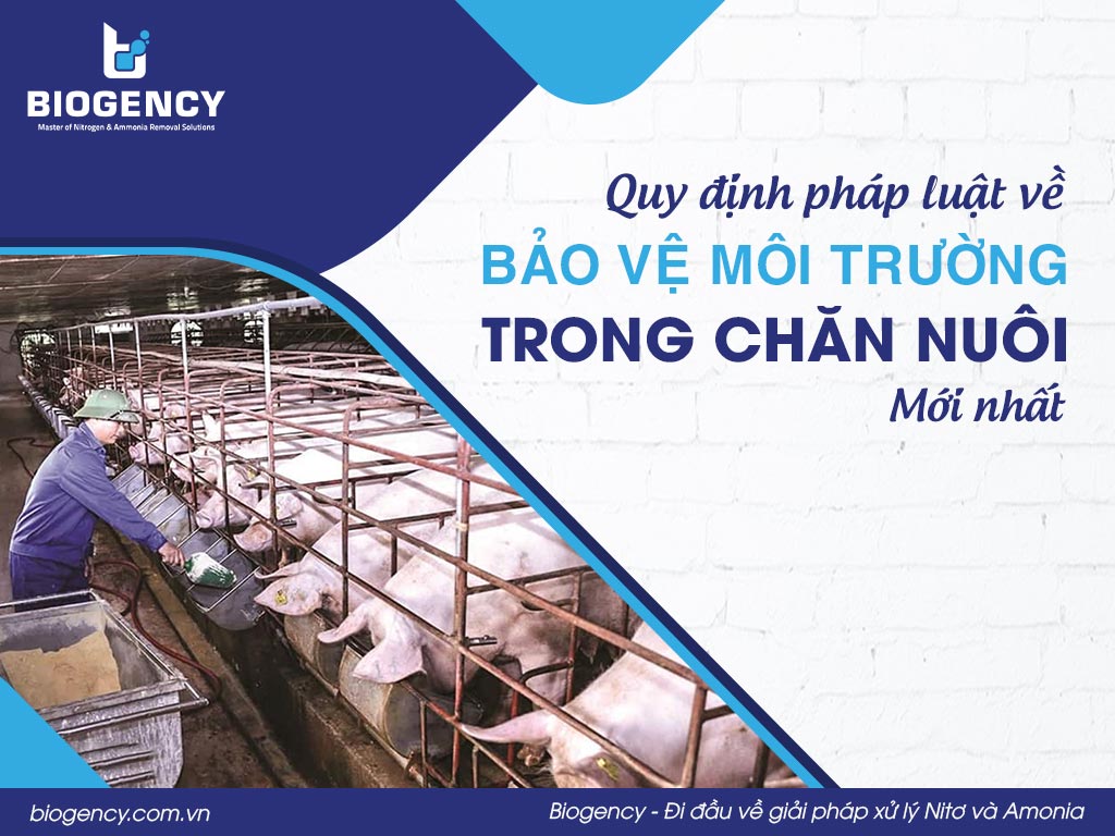 Quy định pháp luật về bảo vệ môi trường trong chăn nuôi mới nhất