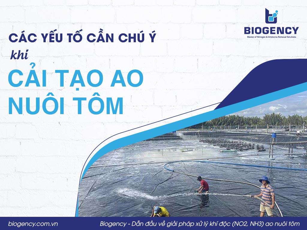 Các yếu tố cần chú ý khi cải tạo ao nuôi tôm