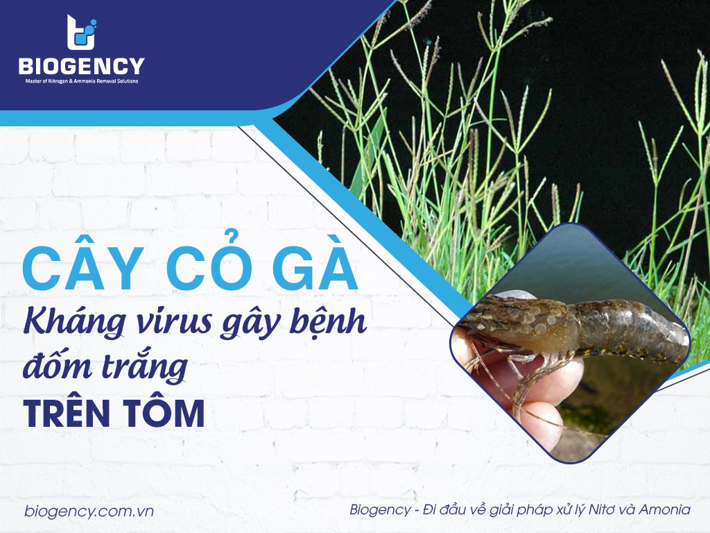 Cây cỏ gà - Kháng virus gây bệnh đốm trắng trên tôm