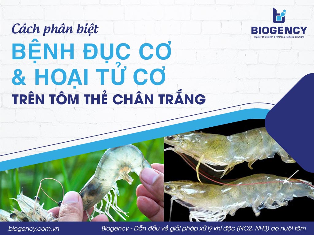 Cách phân biệt bệnh đục cơ và hoại tử cơ trên tôm thẻ chân trắng