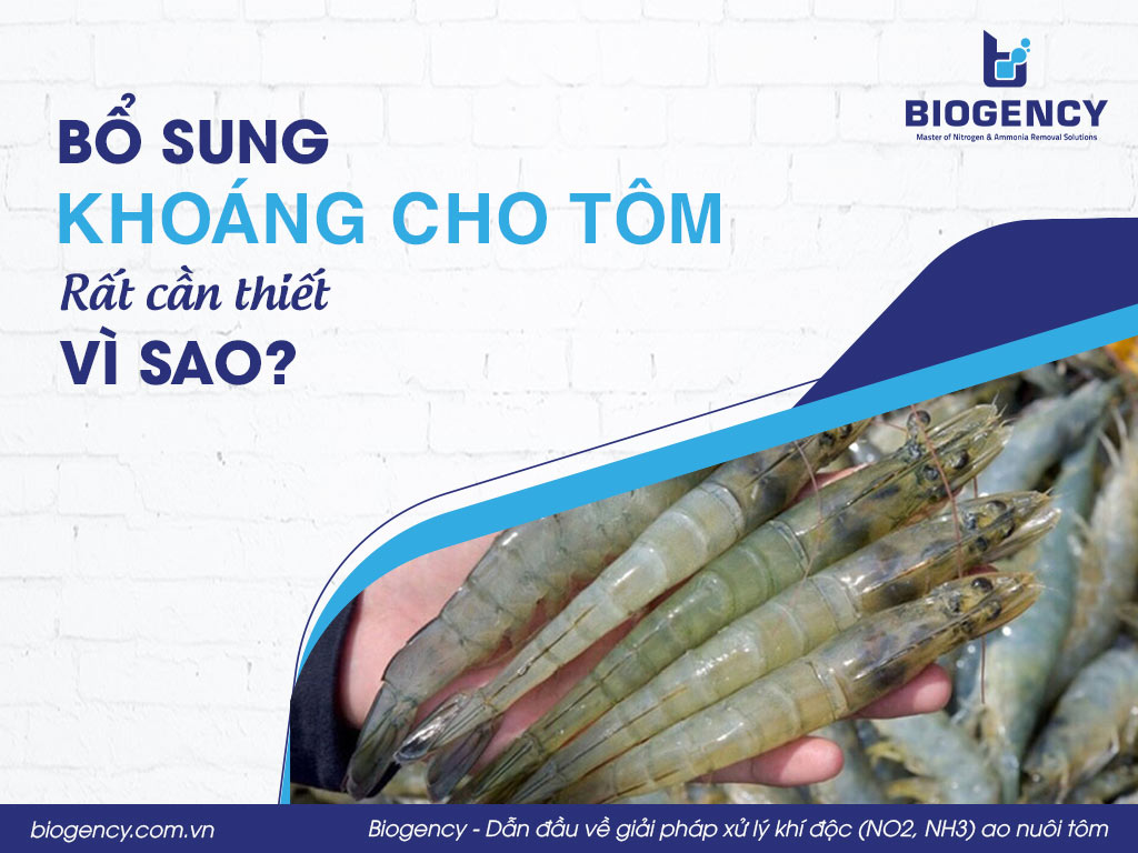 Bổ sung khoáng cho tôm rất cần thiết, vì sao?