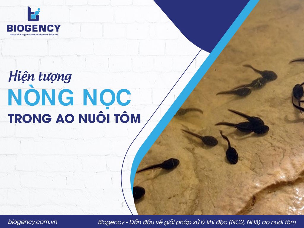 Hiện tượng nòng nọc trong ao nuôi tôm