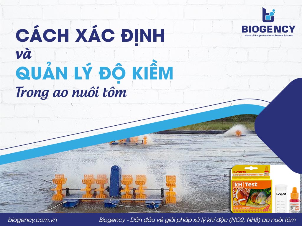 Cách xác định và quản lý độ kiềm trong ao nuôi tôm