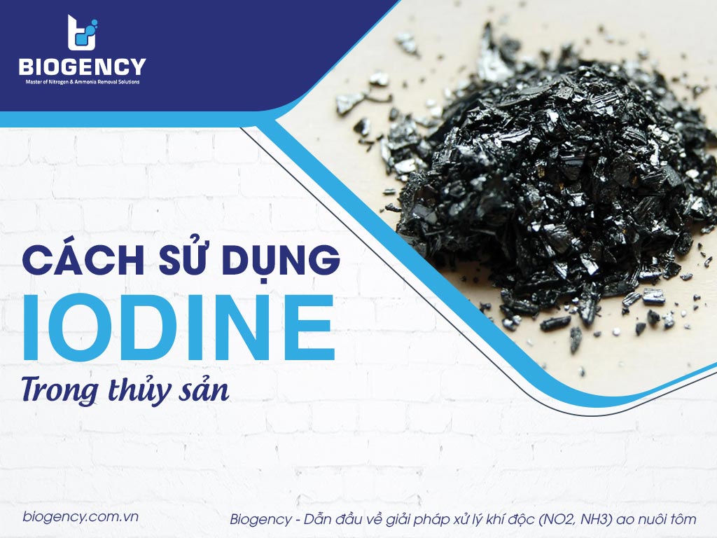 Cách sử dụng Iodine trong thủy sản