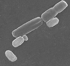 Thống kê các chủng vi sinh vật xử lý nước thải và chức năng của chúng Thống kê các chủng vi sinh vật xử lý nước thải và chức năng của chúng