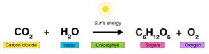 Các kiểu dinh dưỡng của vi sinh vật Biogency