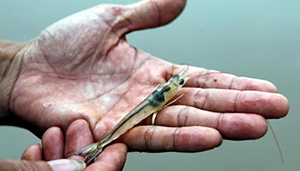 Phân biệt gan tôm khỏe và gan tôm bị bệnh