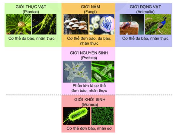 Giới sinh vật là gì? Khái niệm và phân loại