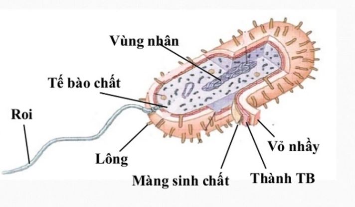 7. Vi Khuẩn Và Các Bệnh Do Vi Khuẩn Gây Ra