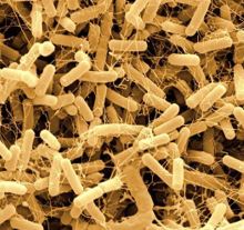 Thống kê các chủng vi sinh vật xử lý nước thải và chức năng của chúng Thống kê các chủng vi sinh vật xử lý nước thải và chức năng của chúng