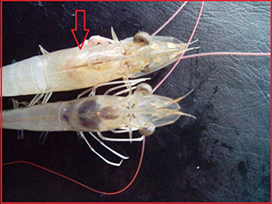 Phân biệt gan tôm khỏe và gan tôm bị bệnh