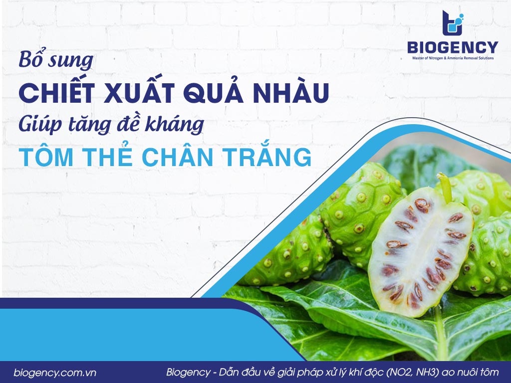 Bổ sung chiết xuất quả nhàu giúp tăng đề kháng tôm thẻ chân trắng
