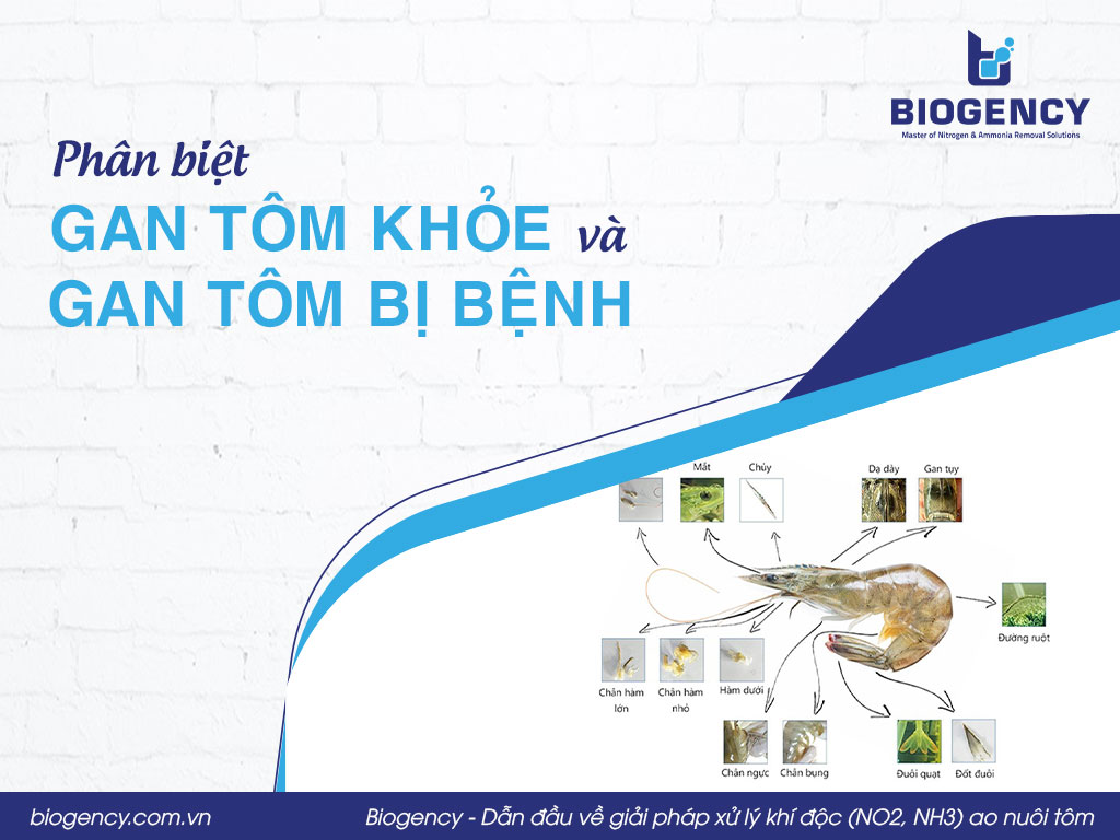 Phân biệt gan tôm khỏe và gan tôm bị bệnh