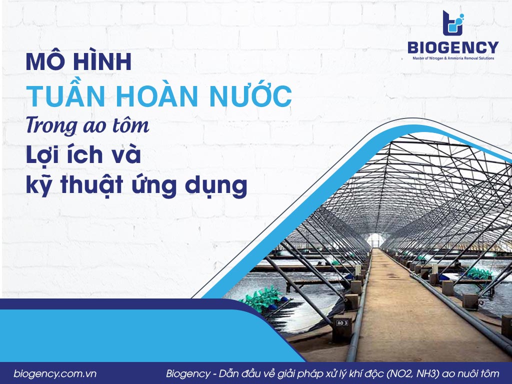 Mô hình tuần hoàn nước trong ao tôm. Lợi ích và kỹ thuật ứng dụng