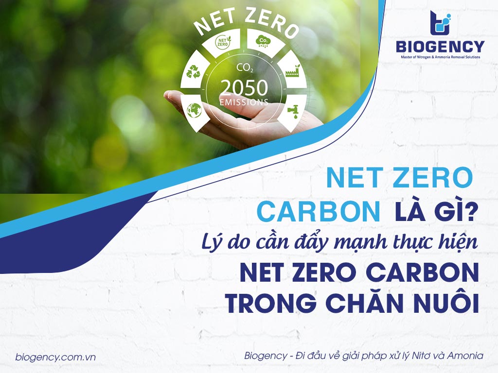 “Net Zero Carbon” là gì? Lý do cần đẩy mạnh thực hiện Net Zero Carbon trong chăn nuôi