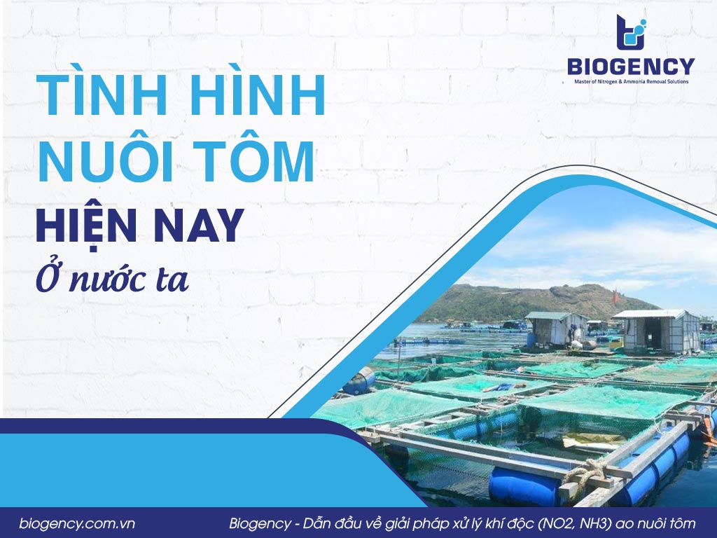 Tình hình nuôi tôm hiện nay ở nước ta