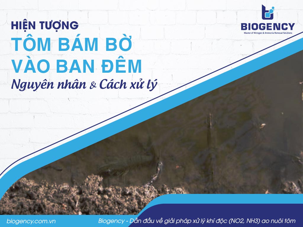 Hiện tượng tôm bám bờ vào ban đêm. Nguyên nhân và cách xử lý