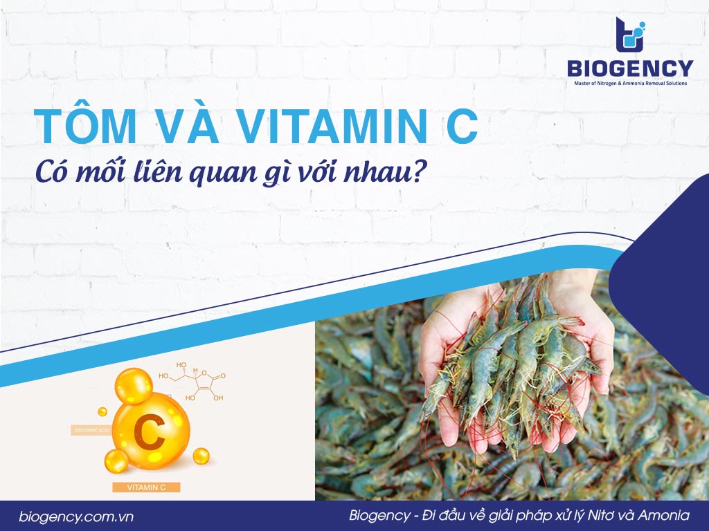 Tôm và Vitamin C có mối liên quan gì với nhau?