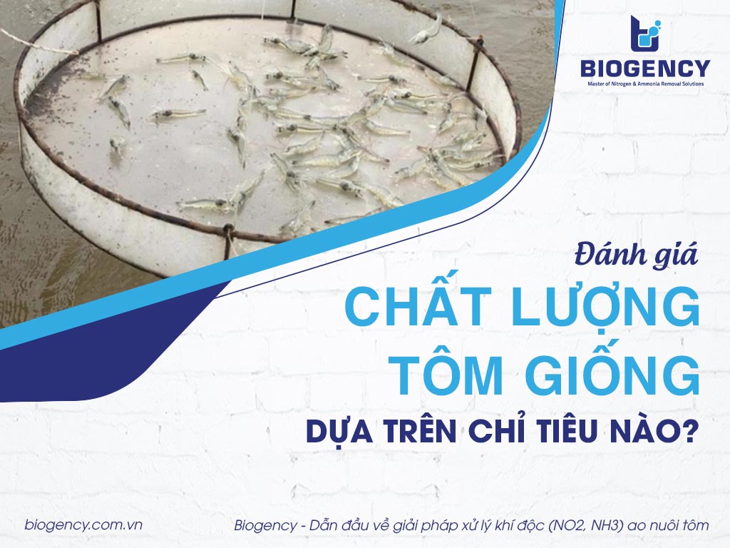 Đánh giá chất lượng tôm giống dựa trên chỉ tiêu nào?