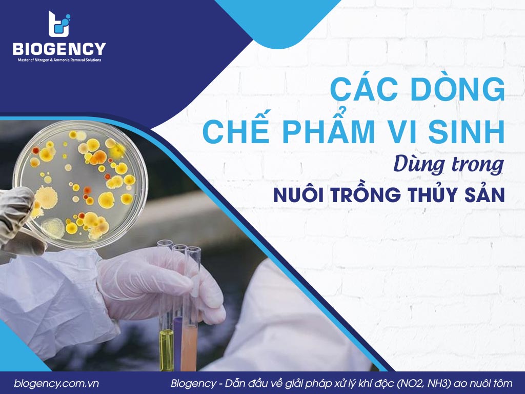 Các dòng chế phẩm vi sinh dùng trong nuôi trồng thủy sản