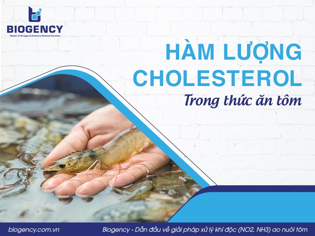 Hàm lượng Cholesterol là gì? Hiểu rõ tầm quan trọng của cholesterol đối với sức khỏe tim mạch