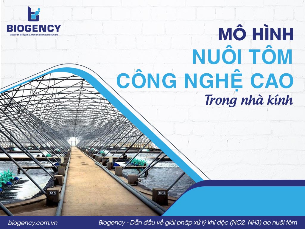 Mô hình nuôi tôm công nghệ cao trong nhà kính
