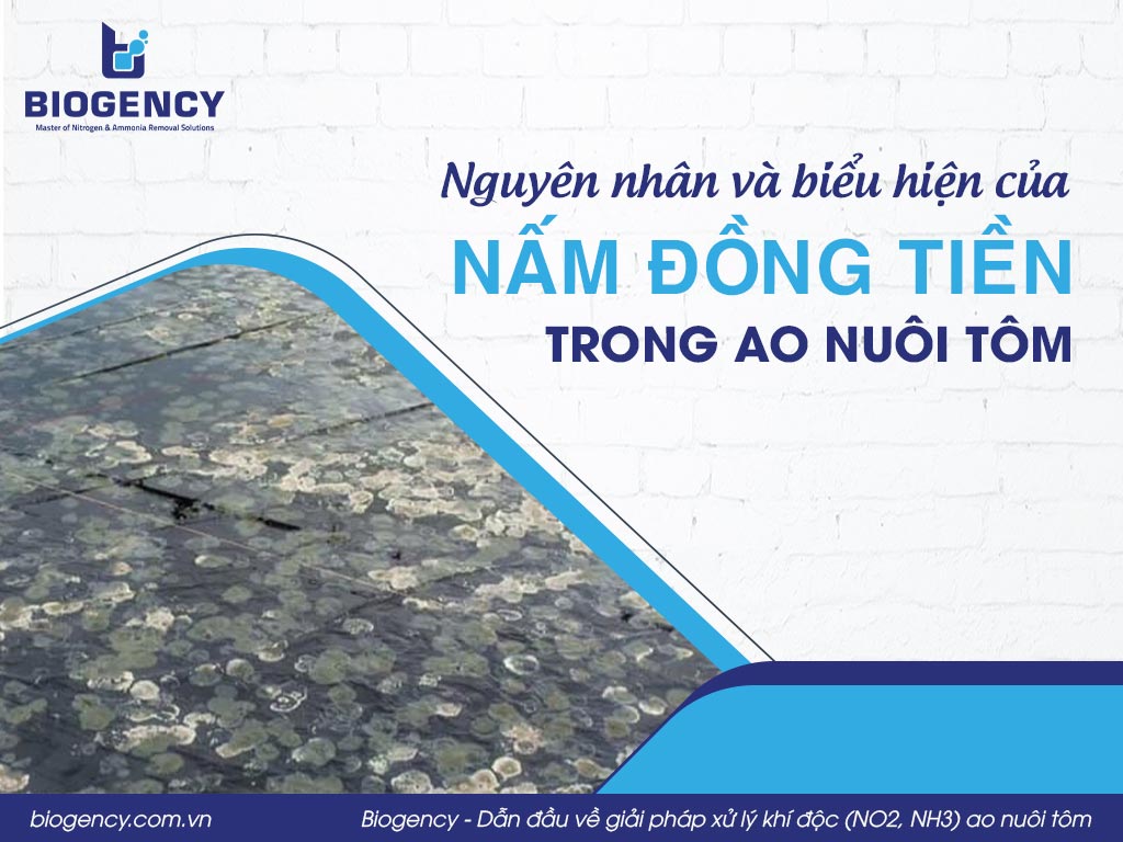 Nguyên nhân và biểu hiện của nấm đồng tiền trong ao nuôi tôm