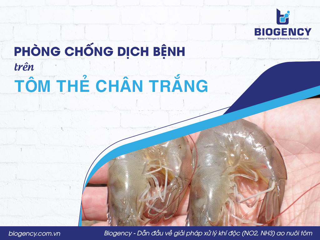 Phòng chống dịch bệnh trên tôm thẻ chân trắng