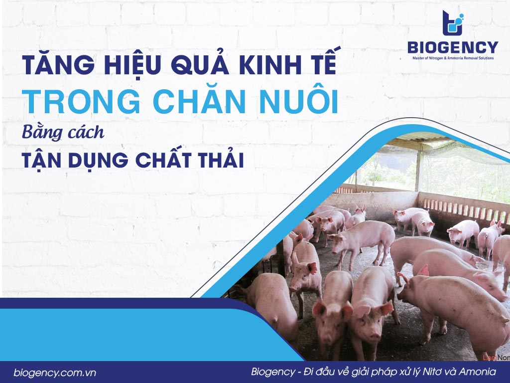 Tăng hiệu quả kinh tế trong chăn nuôi bằng cách tận dụng chất thải