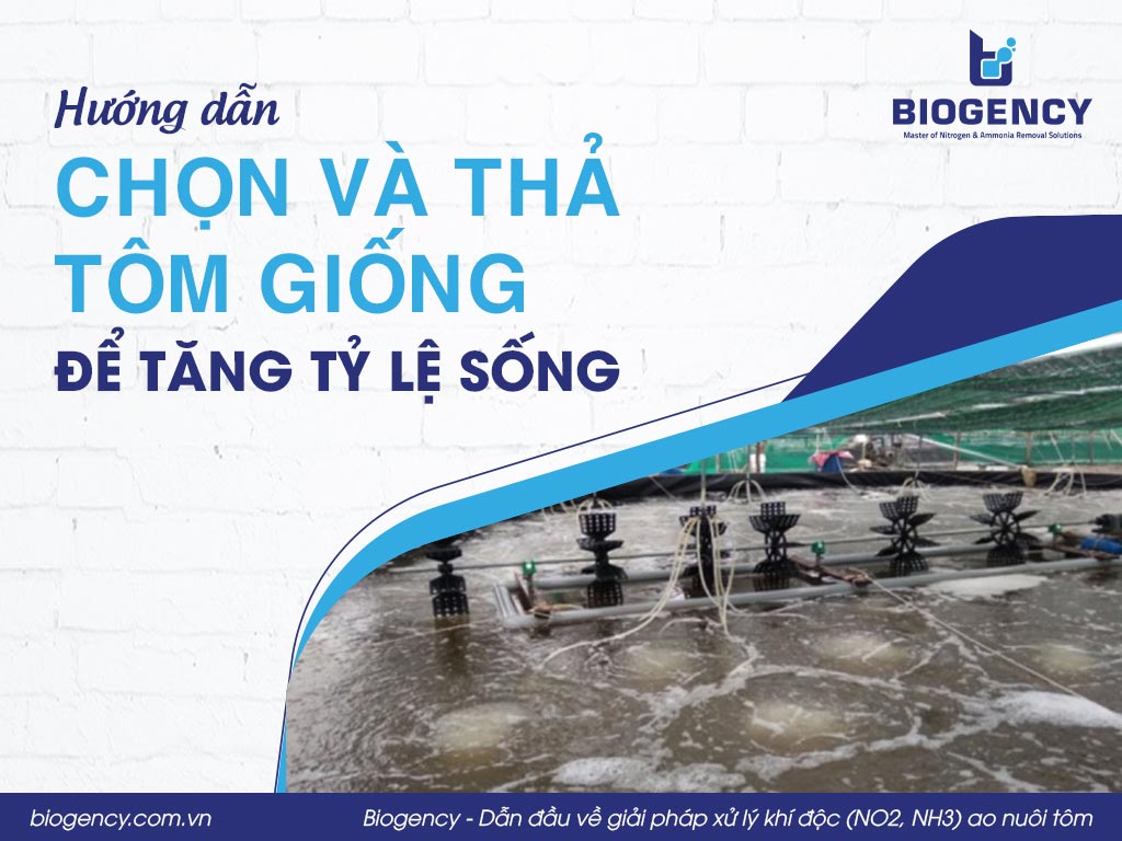 Hướng dẫn chọn và thả tôm giống để tăng tỷ lệ sống