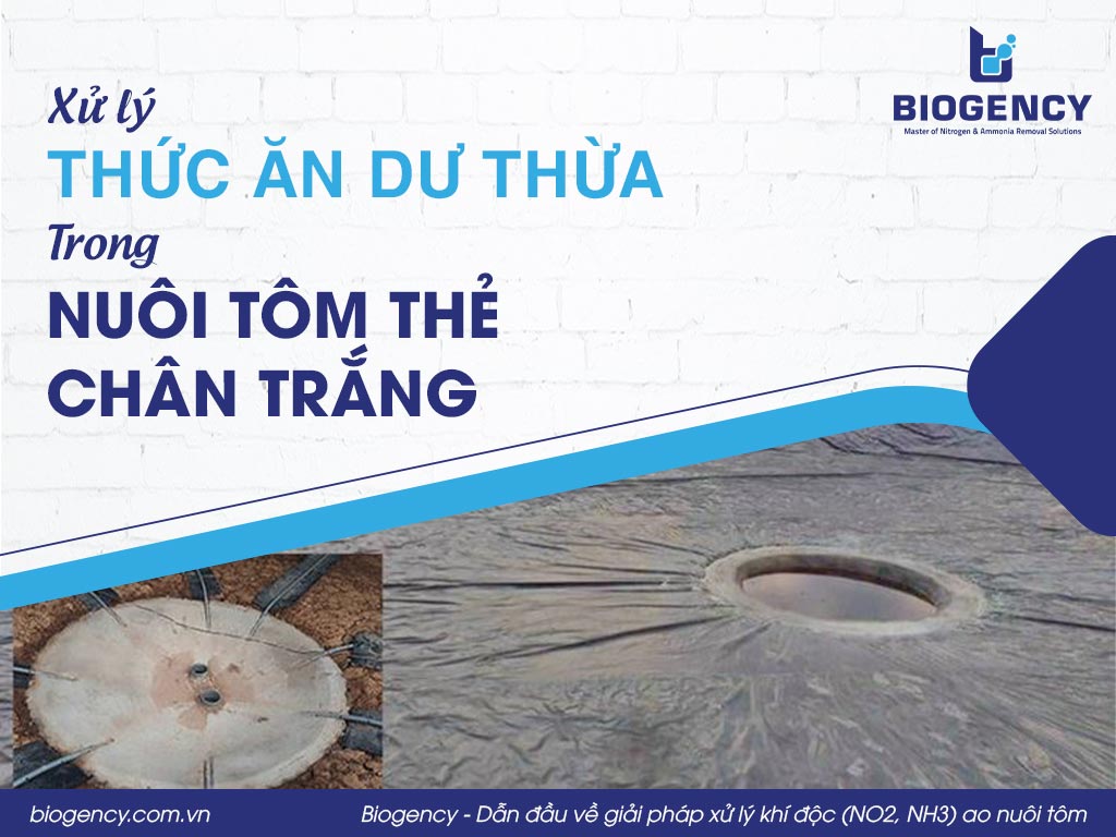 Xử lý thức ăn dư thừa trong nuôi tôm thẻ chân trắng