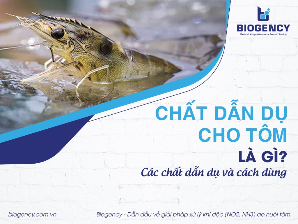 Chất dẫn dụ cho tôm là gì? Các chất dẫn dụ và cách dùng