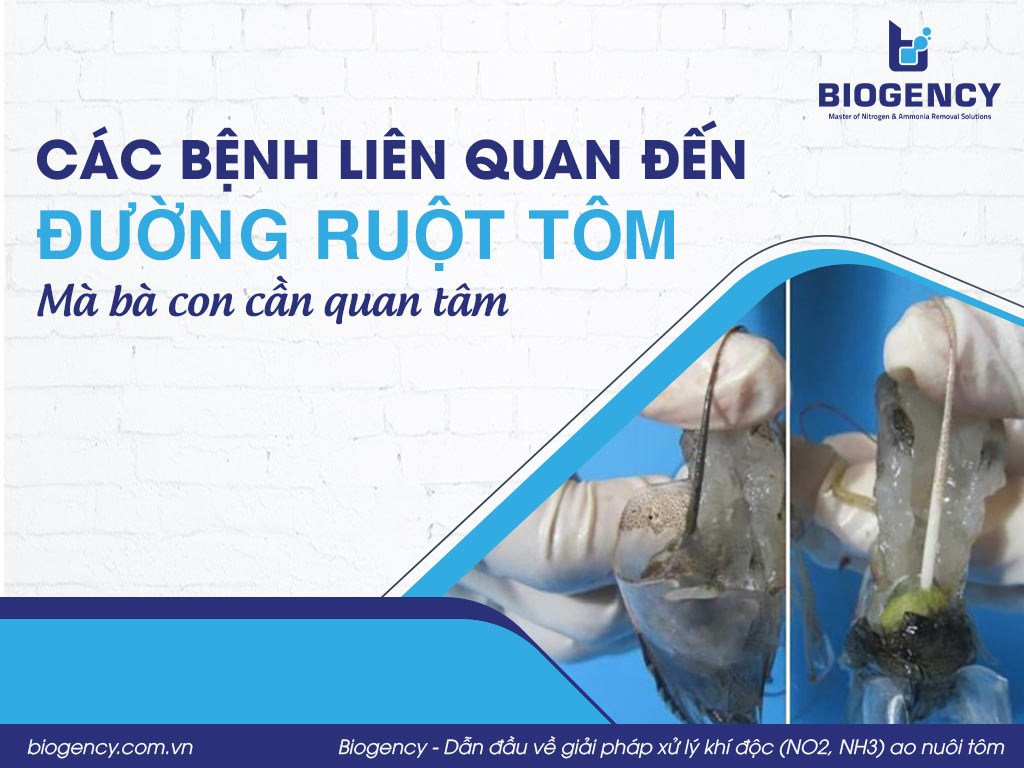 Các bệnh liên quan đến đường ruột tôm mà bà con cần quan tâm