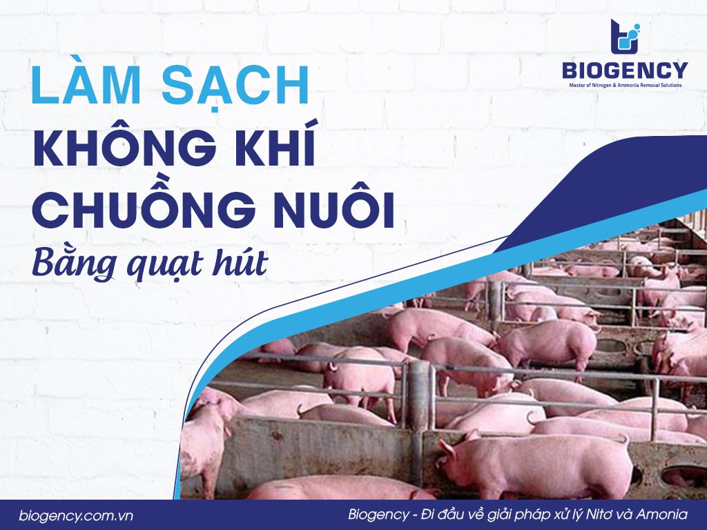 Làm sạch không khí chuồng nuôi bằng quạt hút