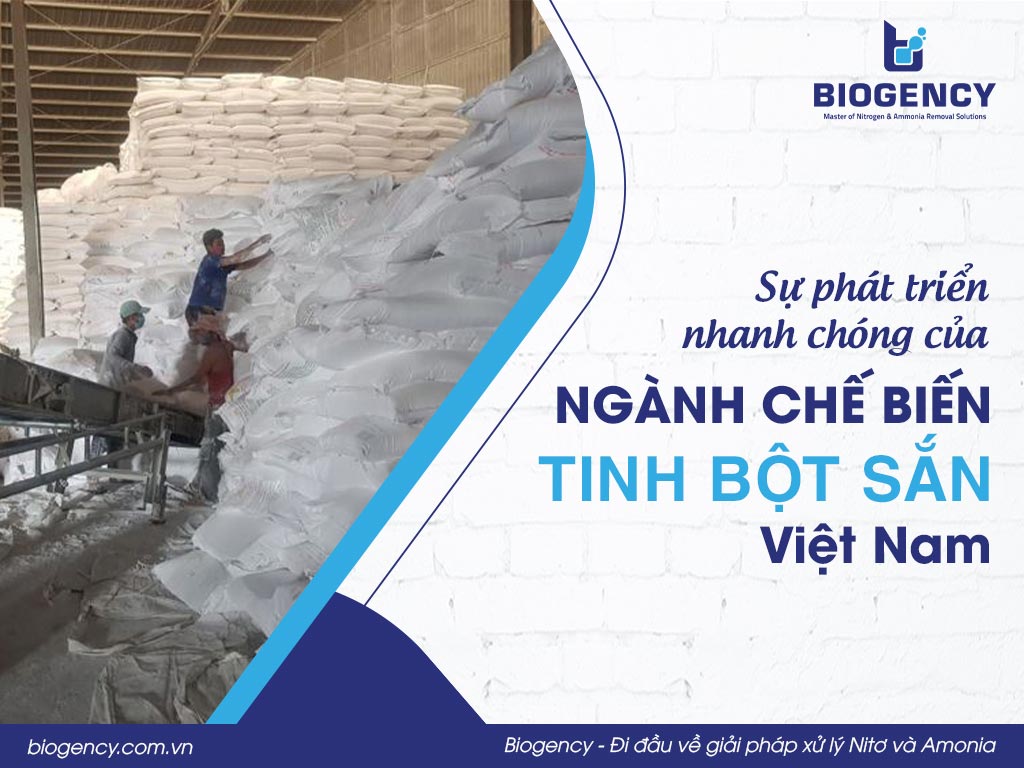 Sự phát triển nhanh chóng của ngành chế biến tinh bột sắn Việt Nam