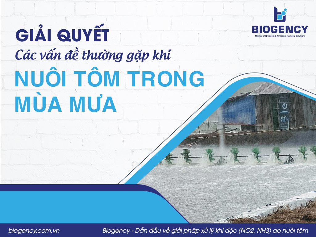 Giải quyết các vấn đề thường gặp khi nuôi tôm trong mùa mưa