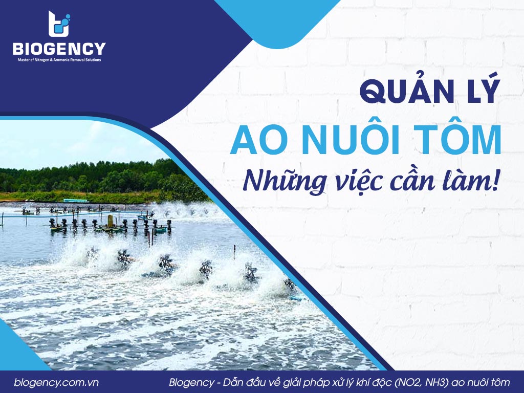 Quản lý ao nuôi tôm và những việc cần làm!
