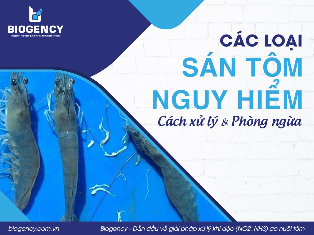 Các loại sán tôm nguy hiểm. Cách xử lý và phòng ngừa