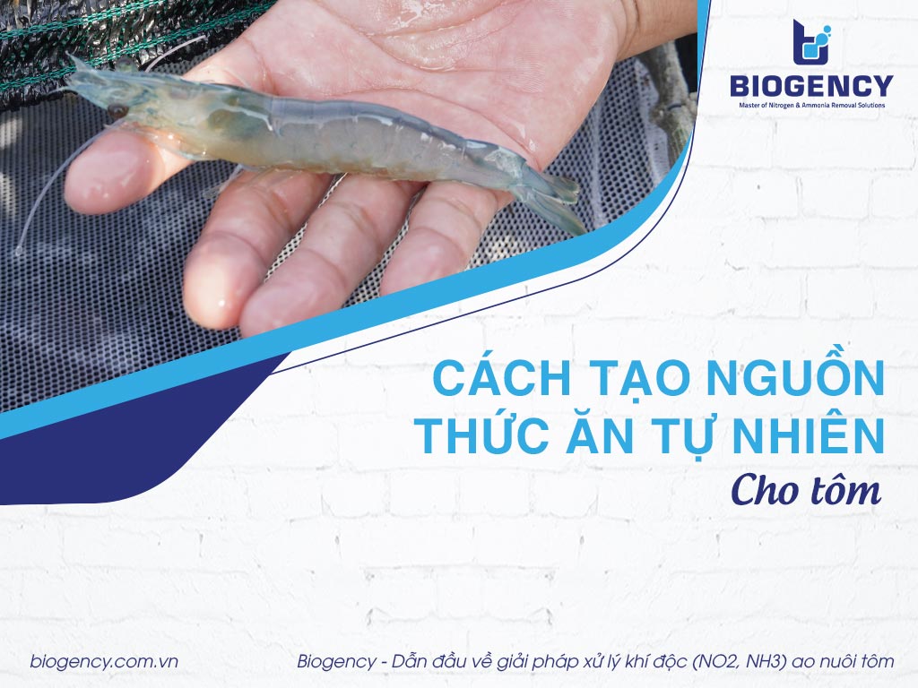 Cách tạo nguồn thức ăn tự nhiên cho tôm