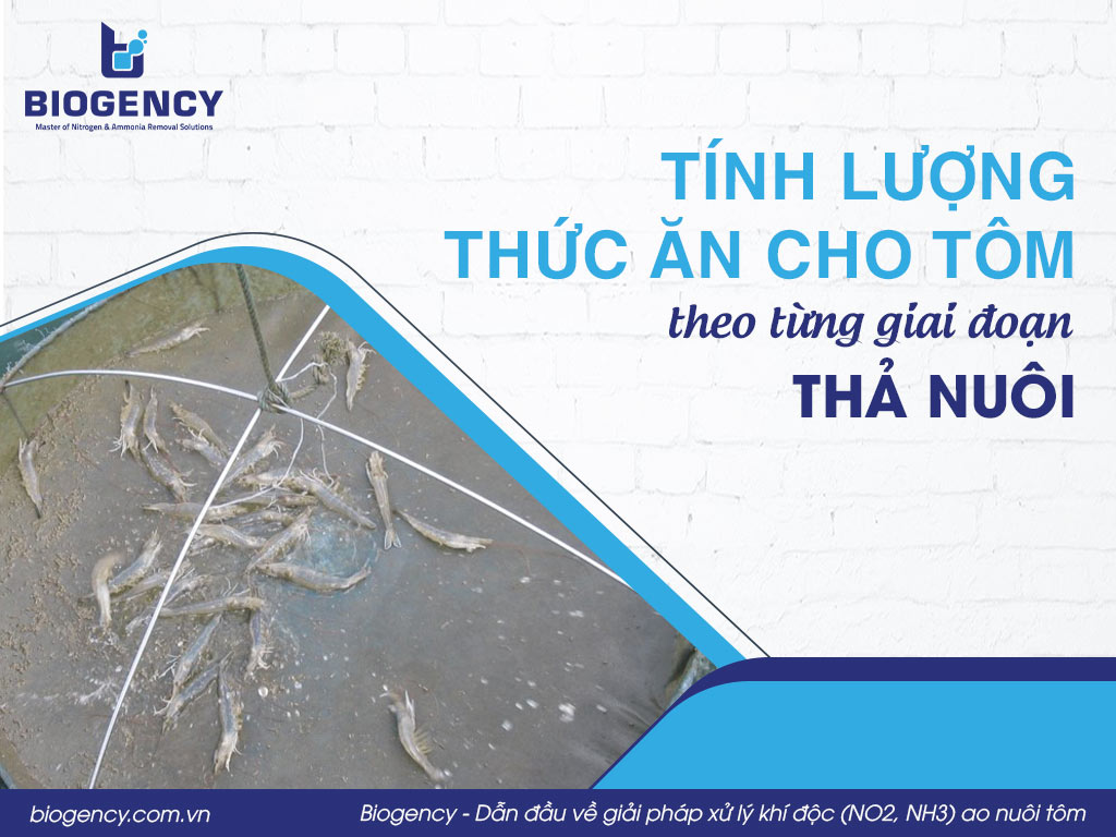 Tính lượng thức ăn cho tôm theo từng giai đoạn thả nuôi