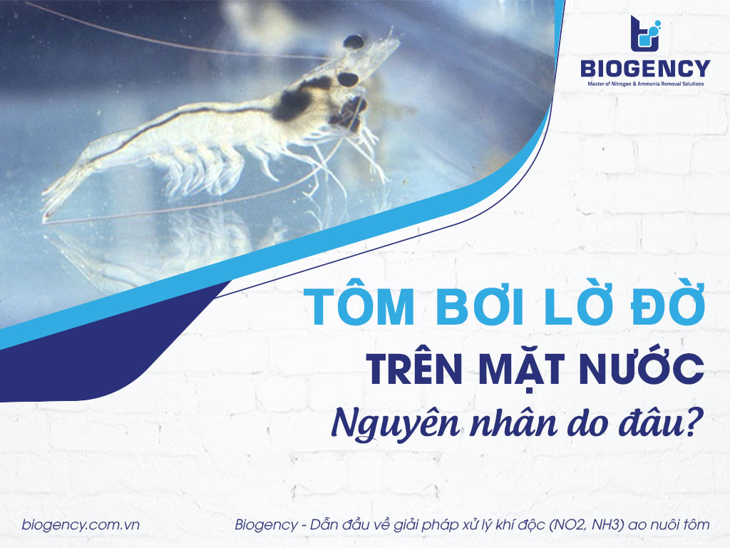 Tôm bơi lờ đờ trên mặt nước, nguyên nhân do đâu?