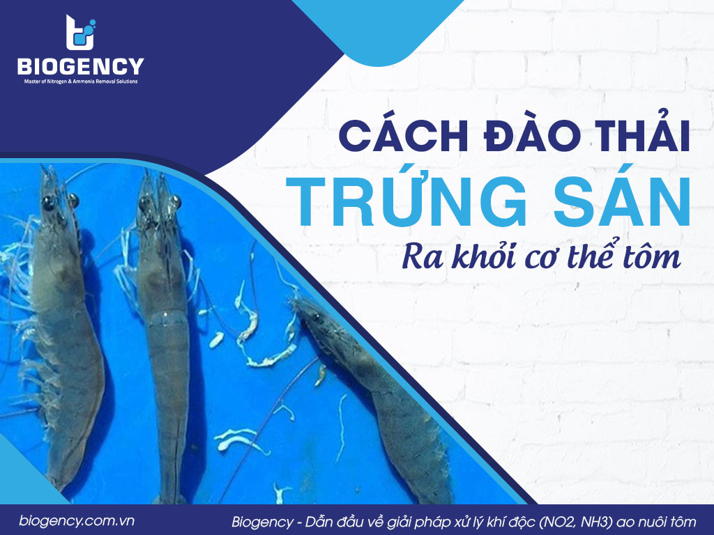 Cách đào thải trứng sán ra khỏi cơ thể tôm