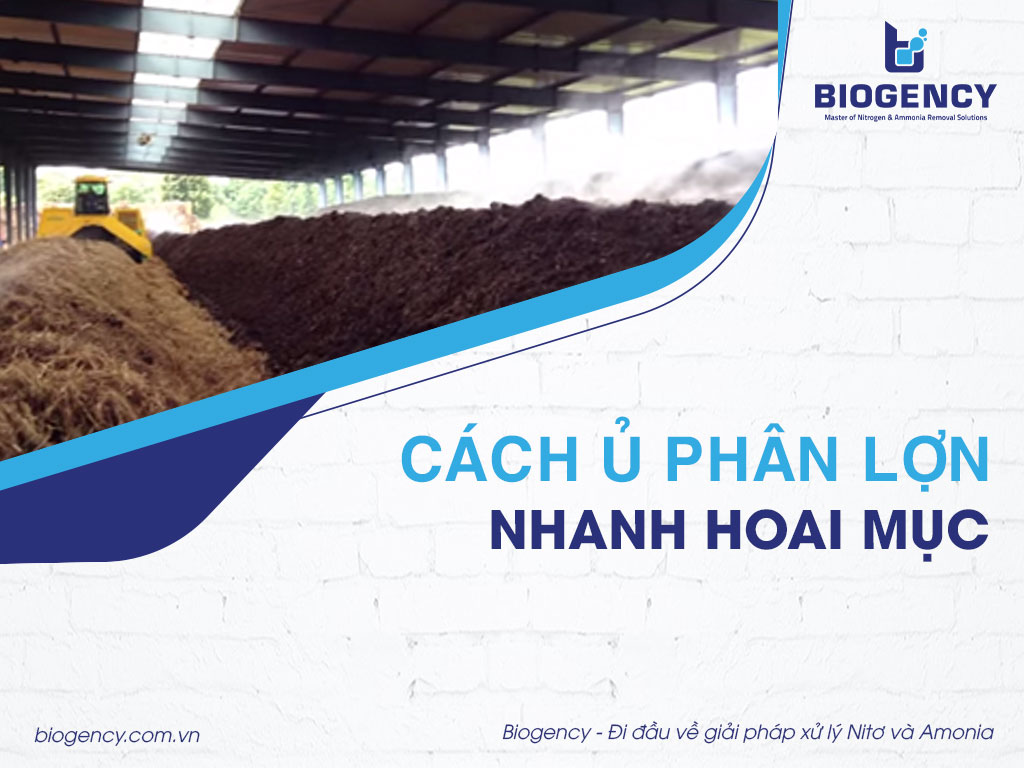 Cách ủ phân lợn nhanh hoai mục
