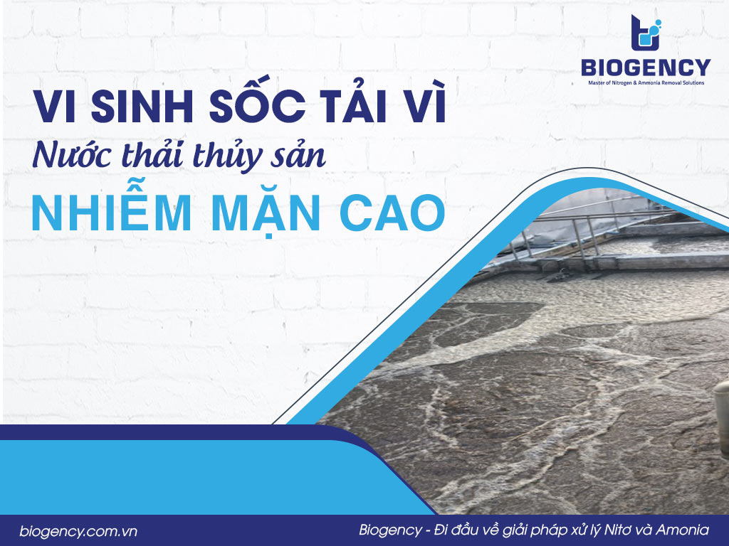 Vi sinh sốc tải vì nước thải thủy sản nhiễm mặn cao