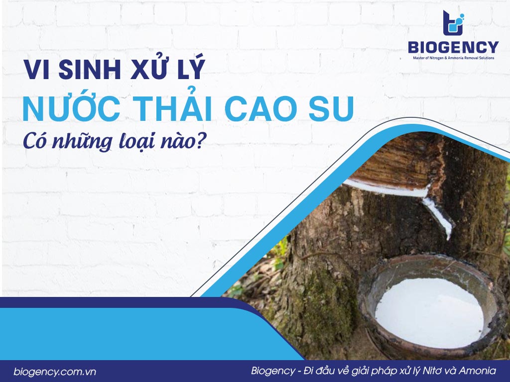 Vi sinh xử lý nước thải cao su có những loại nào?