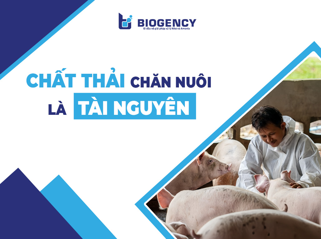 Chất thải chăn nuôi là tài nguyên