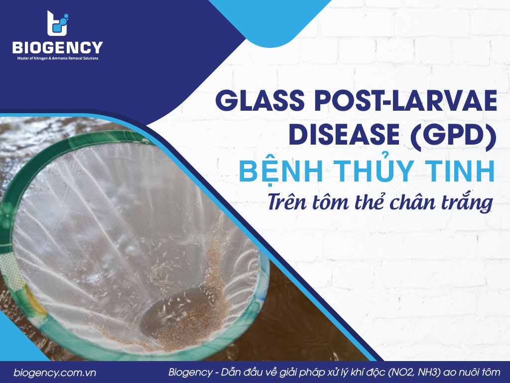 Glass post-larvae disease (GPD): Bệnh thủy tinh trên tôm thẻ chân trắng